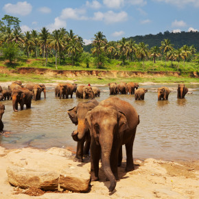 Sri Lanka Rundreise: 20 Tage Tempel, Strand und Elefanten mit Hotels & Flug nur 478€