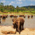 Elefanten im Fluss auf Sri Lanka