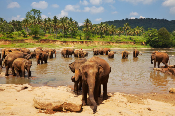 Elefanten im Fluss auf Sri Lanka