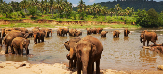 Endlich frei: 78 Elefanten aus einem Camp in Thailand werden freigelassen