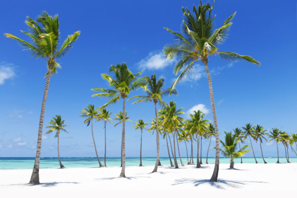 Palmen und klares Wasser am Strand von Jamaika