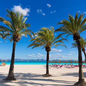 Mallorca Palmen Strand