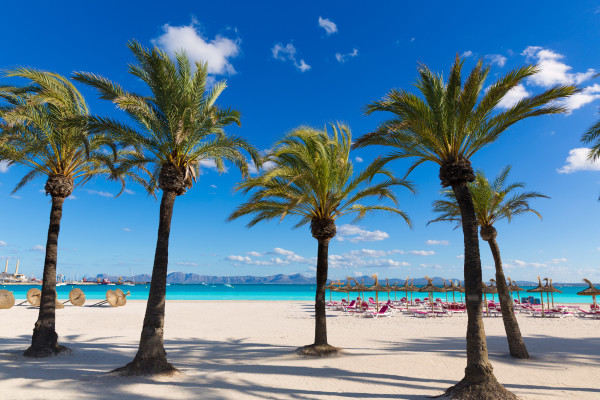 Mallorca Palmen Strand