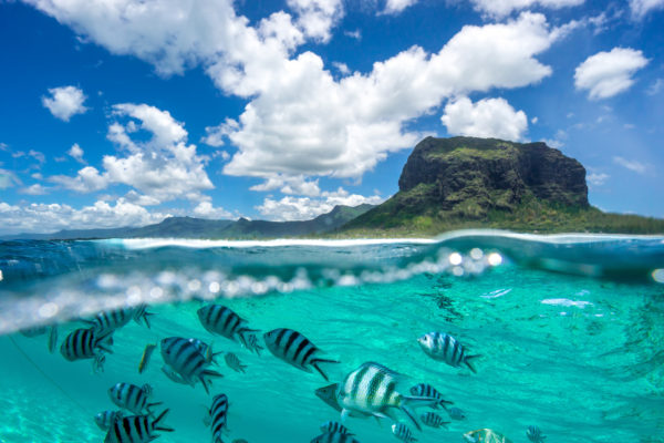 Mauritius Fische