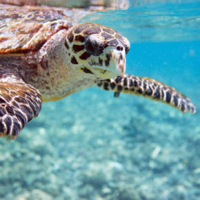 Traumurlaub: Günstige One Way Flüge auf die Seychellen ab nur 261€