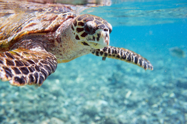 Seychellen Schildkröte