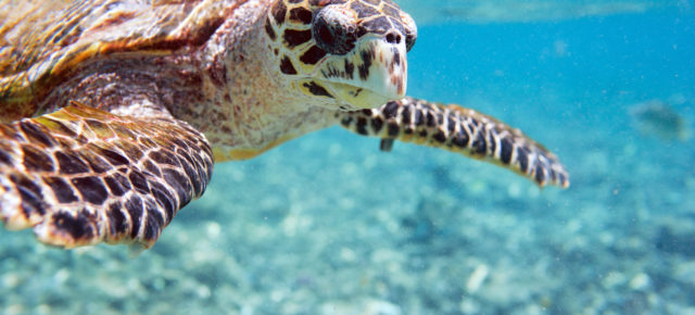 Traumurlaub: Günstige One Way Flüge auf die Seychellen ab nur 261€