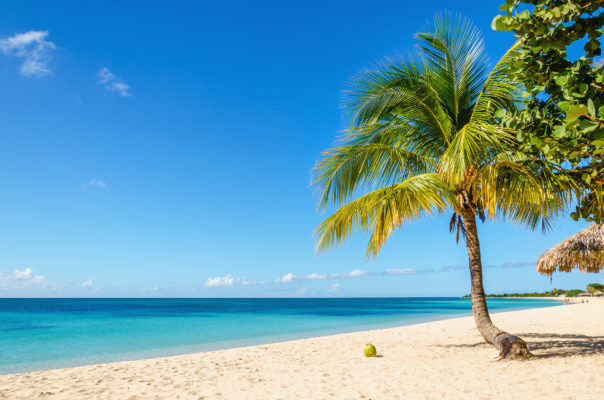 Toller Strand mit Palmen und Kokusnüssen auf Jamaika