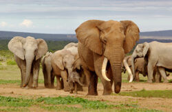 Rundreise Südafrika: 10 Tage Johannesburg & Krüger Nationalpark mit Safari, Hotels &...
