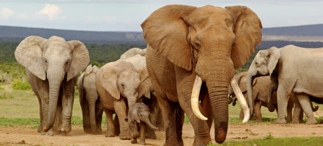 Sofa-Safari: Per Live-Webcam auf virtuelle Safari in Afrika