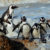 Suedafrika Pinguine