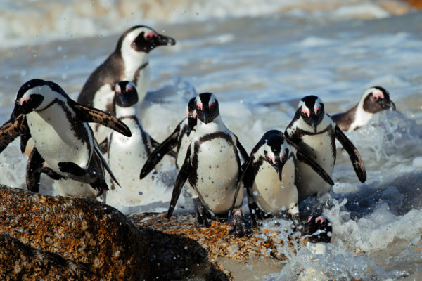 Suedafrika Pinguine