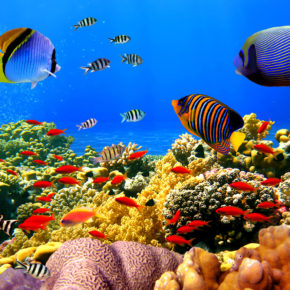 Die größten & spektakulärsten Aquarien der Welt