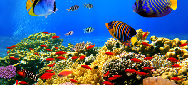 Die größten & spektakulärsten Aquarien der Welt