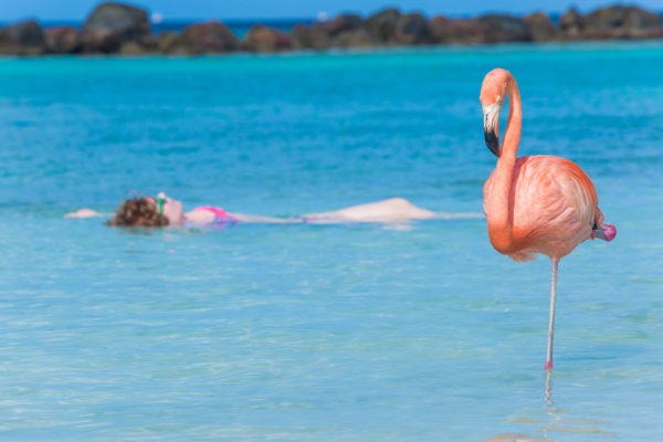 Aruba Flamingo und schwimmende Frau