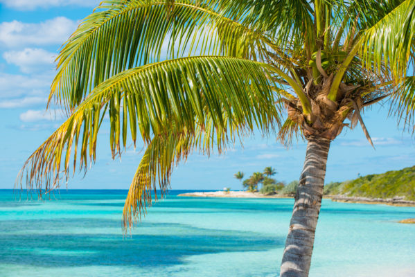 Bahamas Palm