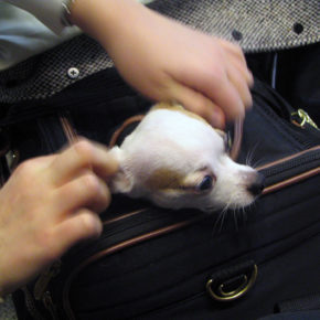Fliegen mit Hund: Tipps und Regeln der Airlines