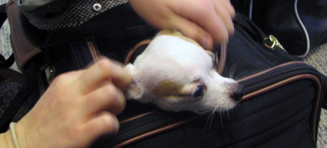 Fliegen mit Hund: Tipps und Regeln der Airlines