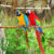Jamaika Parrots