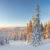 Winterpanorama im Wald