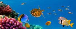Urlaub in Hurghada: 7 Tage Ägypten im 4* Hotel mit All Inclusive & Flug insgesamt nur 38...