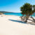 Sardinien Strand Baum