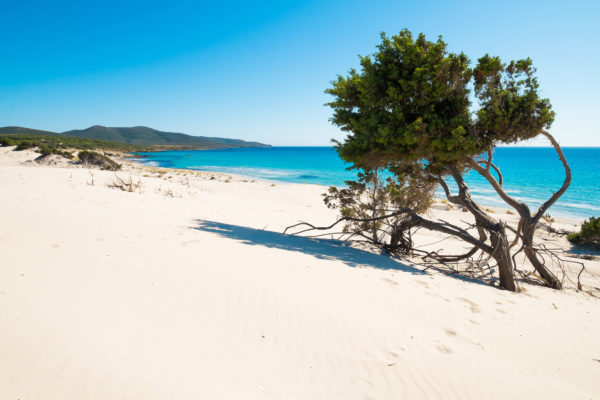 Sardinien Strand Baum
