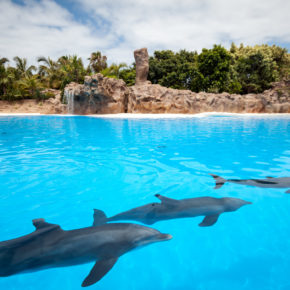 Schon bald auf die Kanaren: 7 Tage Teneriffa mit 3* Hotel, Junior Suite, Flug & Transfer NUR 441€