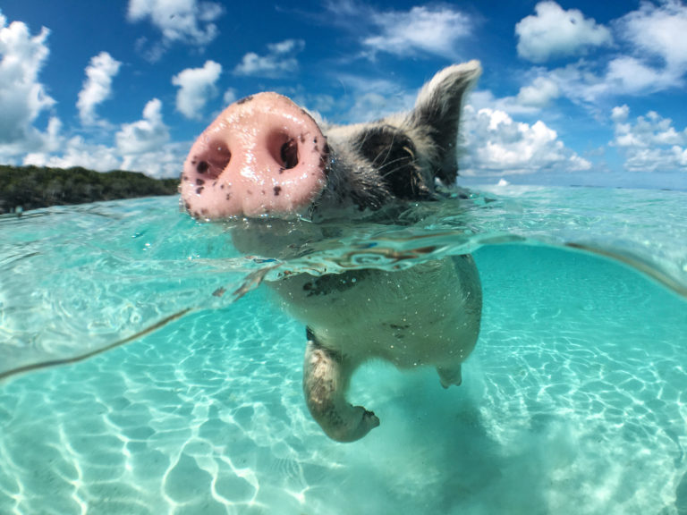 Schwein beim Schwimmen im Meer