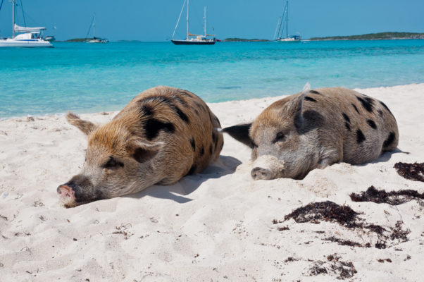 Bahamas Schwein Schlafen