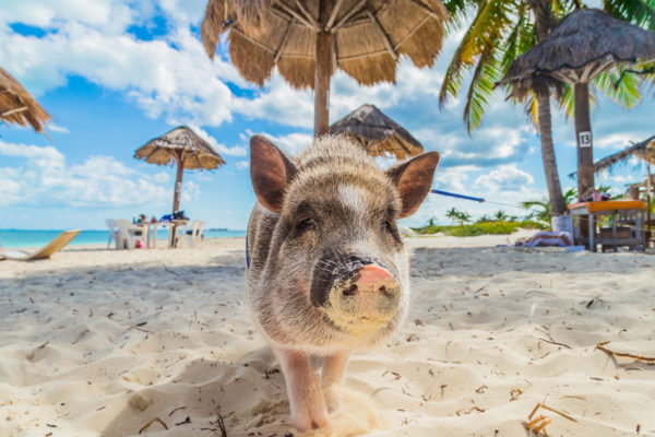 Bahamas Schwein Strand