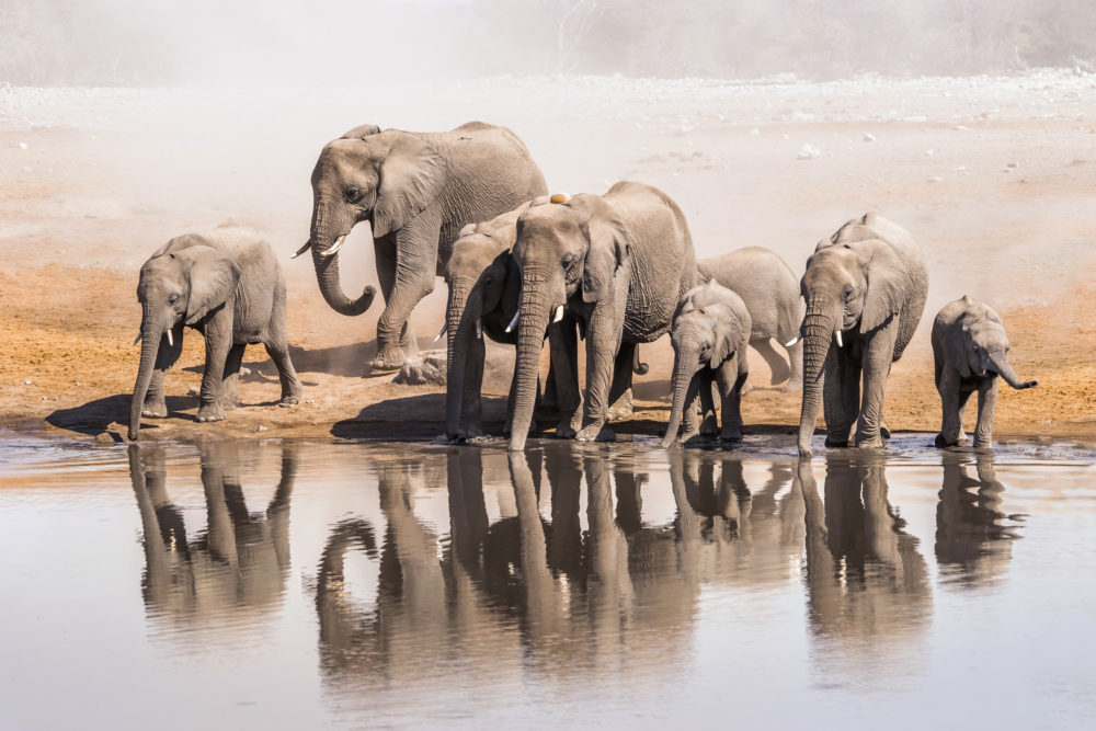 Afrika Namibia Elefanten