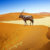 Afrika Namibia Wüste Tier