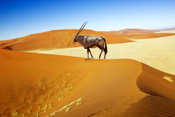 Afrika Namibia Wüste Tier