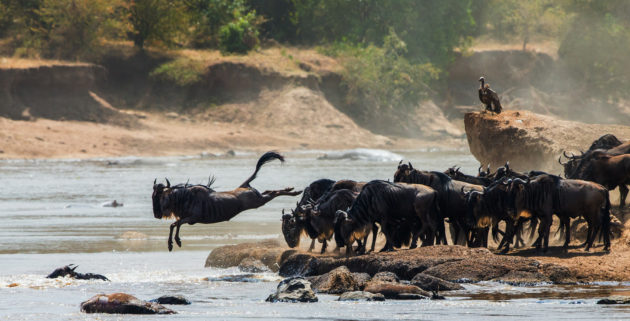 Afrika Tansania Büffel