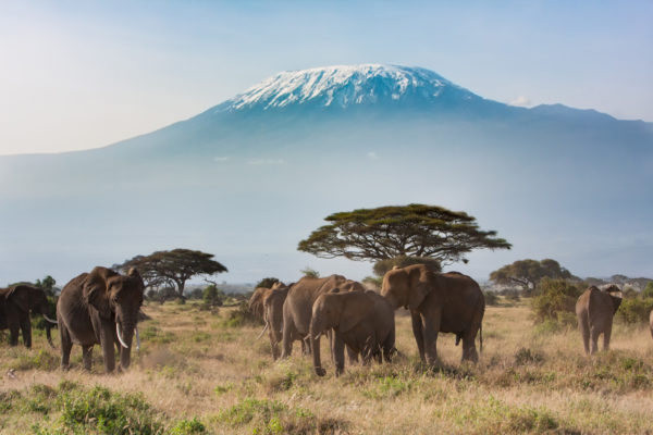 Afrika Tansania Elefanten Berg