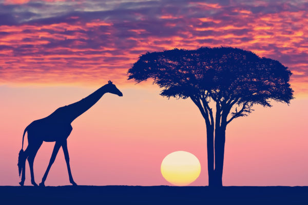 Afrika Tansania Sonnenuntergang Giraffe
