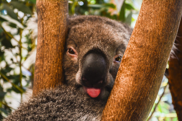 Australien Perth Koala Baum