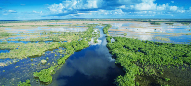 Everglades Tour: Ein Trip durch die sumpfigen Feuchtgebiete Floridas
