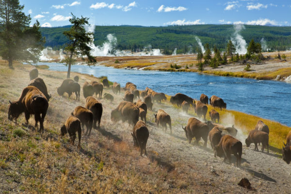 USA Wyoming Yellowstone National Park