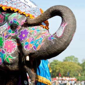 Indien Elefant
