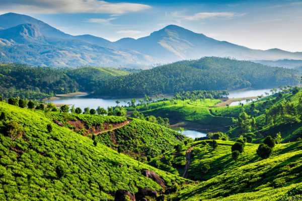 Indien Landschaft Teeplantagen