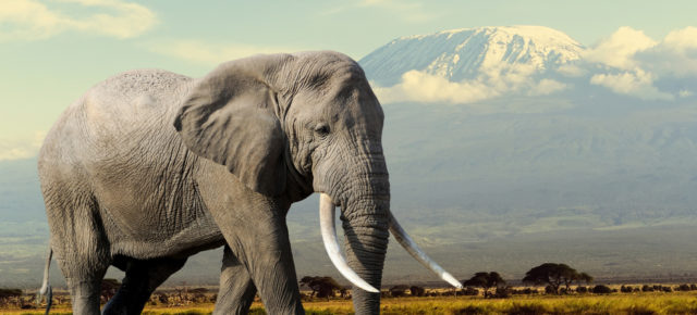 Safari & Baden: 11 Tage Kenia mit 4* Strandhotel, Lodges, Verpflegung, Flug, Transfer & Zug ab 2199€