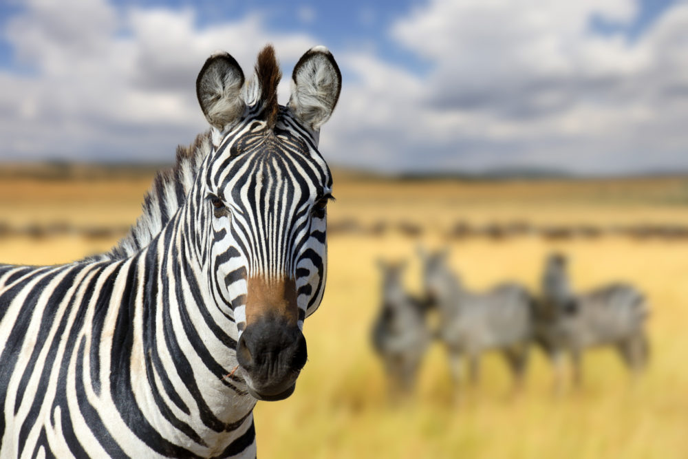 Kenia Zebra