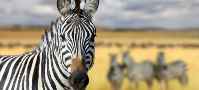 Kenia Calling: 11 Tage mit Unterkunft in Strandnähe & Flug nur 645€