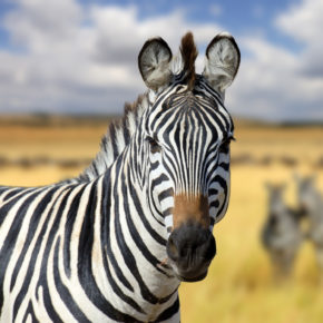 Kenia Calling: 11 Tage mit Unterkunft in Strandnähe & Flug nur 645€