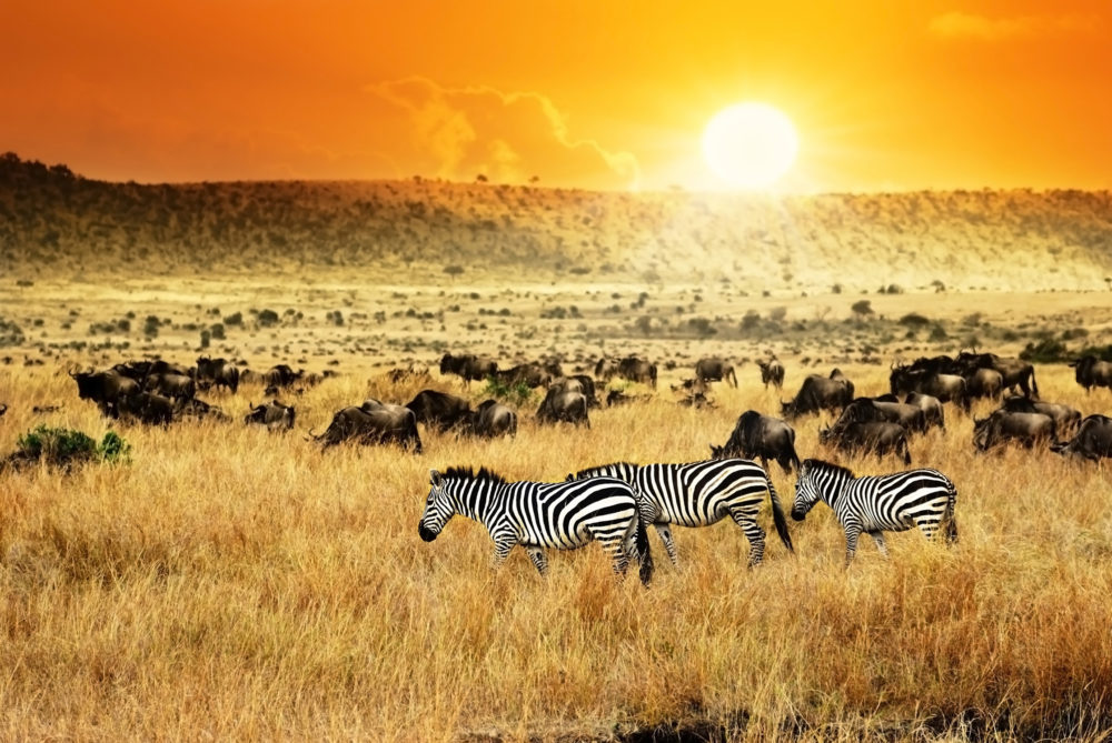 Kenia Zebras
