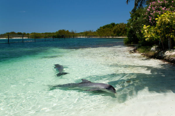 Kuba Varadero Delfin
