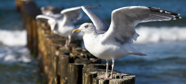 Urlaub an der Ostsee: 5 Tage Rügen mit strandnahen Apartment im Seepark Sellin inkl. Eintritt in die Badewelt nur 129€