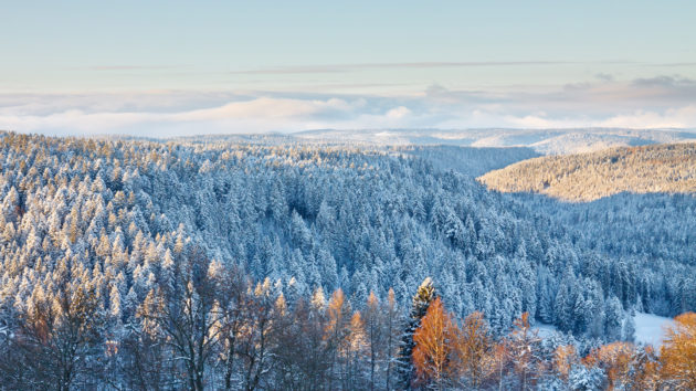 Schwarzwald Winter